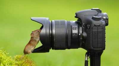 روز جهانی عکاسی از طبیعت چه روزی است